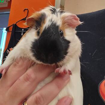 Rescue Guinea Pig Guinea Pigs for Adoption in Westminster, California - Frey Ranch | PetCurious